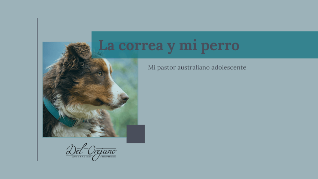 La correa y mi perro - Del Orejano - Pastor Australiano